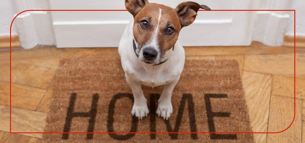 does-homeowners-insurance-cover-dog-bites-mapfre-insurance