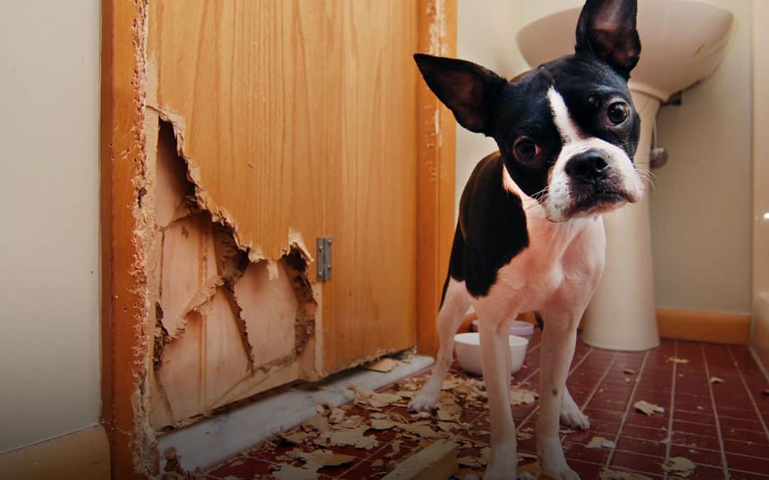 Reducing Pet Damage in Your Home